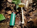 Amanita praecox image