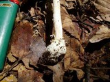 Amanita praecox image