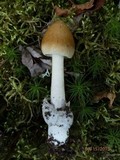 Amanita sinicoflava image