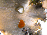 Sticta beauvoisii image