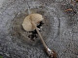 Entoloma violaceum image