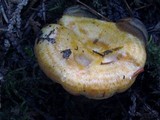 Lactarius thyinos image