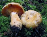 Lactarius thyinos image