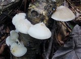 Tyromyces chioneus image