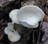 Tyromyces chioneus image