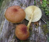 Tricholomopsis flammula image
