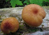 Tricholomopsis flammula image