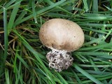 Scleroderma bovista image