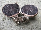 Scleroderma bovista image