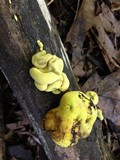 Entonaema liquescens image