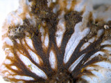 Peltigera praetextata image