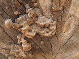 Veluticeps fimbriata image