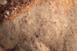 Veluticeps fimbriata image