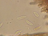 Veluticeps fimbriata image