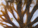 Peltigera praetextata image