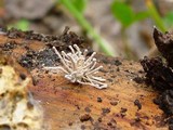 Torrubiella arachnophila image