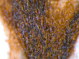 Peltigera praetextata image