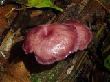 Callistosporium terrigenum image