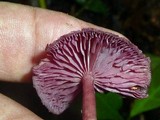 Callistosporium terrigenum image