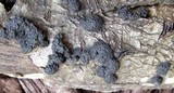 Hypoxylon multiforme image