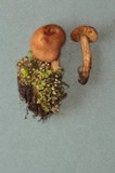 Inocybe gymnocarpa image