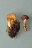 Inocybe gymnocarpa image