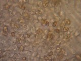 Inocybe gymnocarpa image