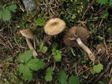 Inocybe acuta image