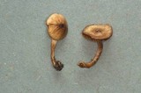 Inocybe acuta image