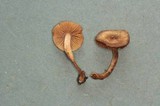Inocybe acuta image