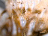 Peltigera praetextata image