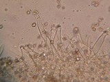 Inocybe acuta image