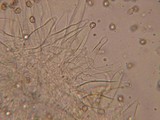 Inocybe acuta image