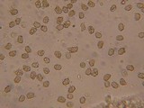 Inocybe acuta image