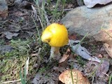 Amanita elongata image