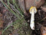 Amanita elongata image