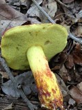 Boletus roodyi image