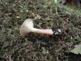 Lactarius griseus image