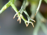Cladonia subtenuis image