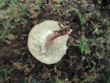Lactarius griseus image