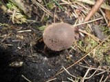 Melanophyllum haematospermum image