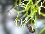 Cladonia subtenuis image