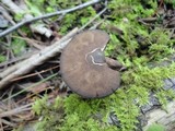 Melanophyllum haematospermum image