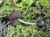 Melanophyllum haematospermum image
