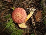 Suillus spraguei image