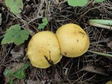 Suillus punctipes image