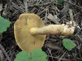 Suillus punctipes image