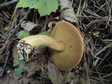 Suillus punctipes image