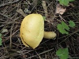 Suillus punctipes image