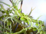 Cladonia subtenuis image